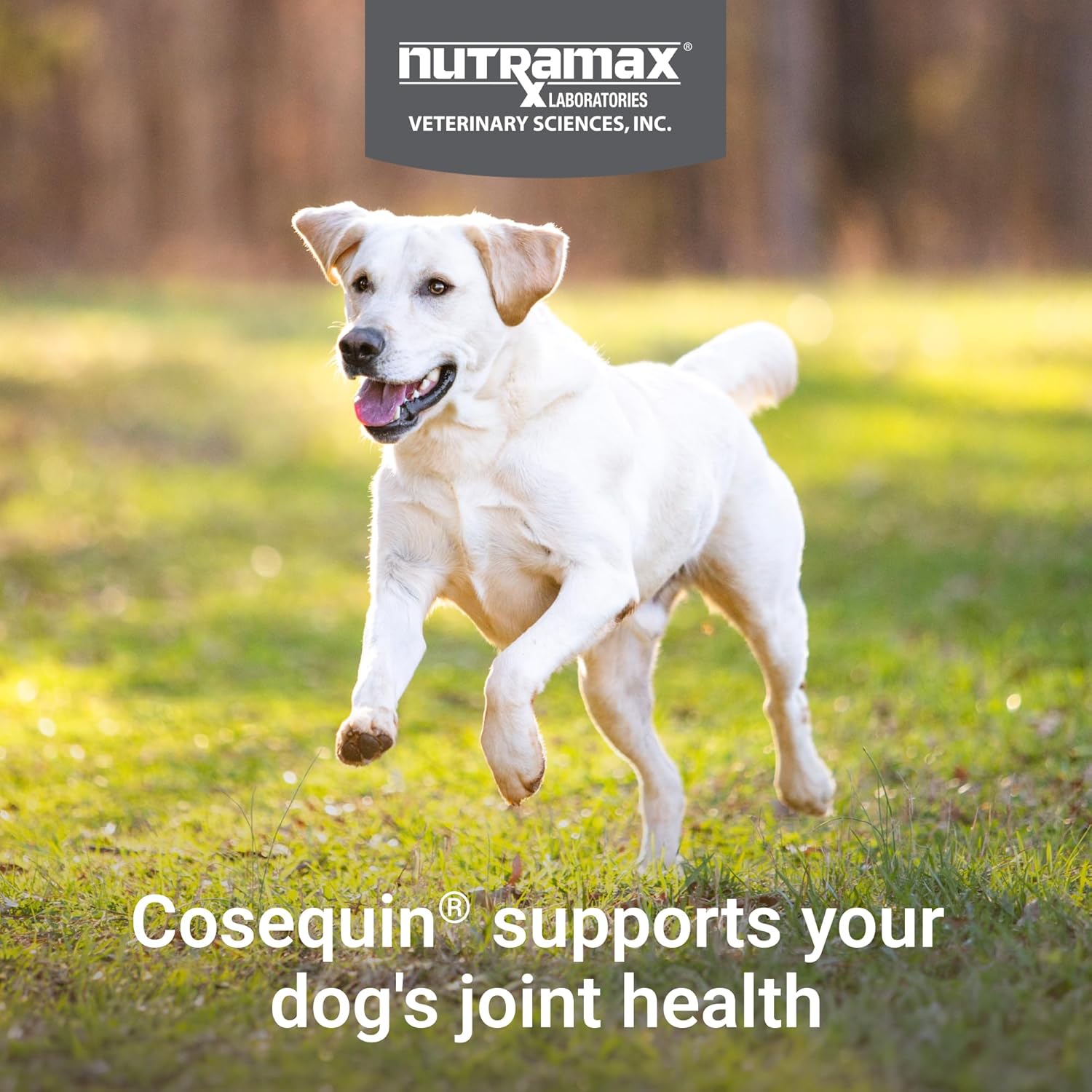Nutramax Cosequin - Suplemento para la salud de las articulaciones para perros, 250 tabletas